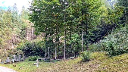 sc hwazer silberwald
